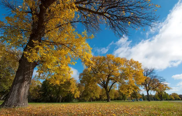 Autumn, the sky, leaves, trees, Park