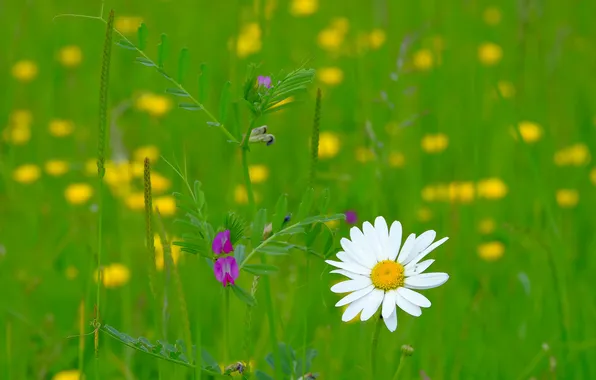 Picture field, grass, petals, Daisy, meadow