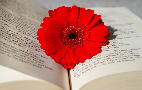 Flower, Book, Gerbera