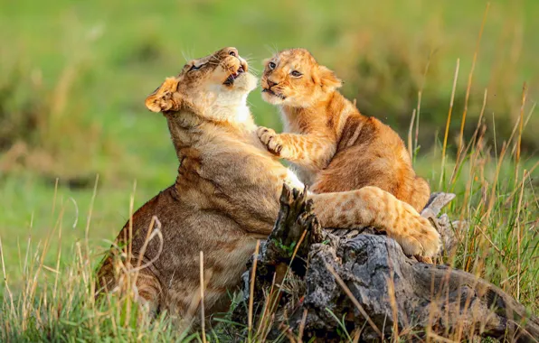 Cat, grass, Africa, kitty, lioness, mom, wild, lion