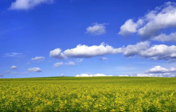Picture field, the sky, flowers