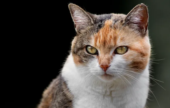 Picture cat, look, background, portrait, muzzle