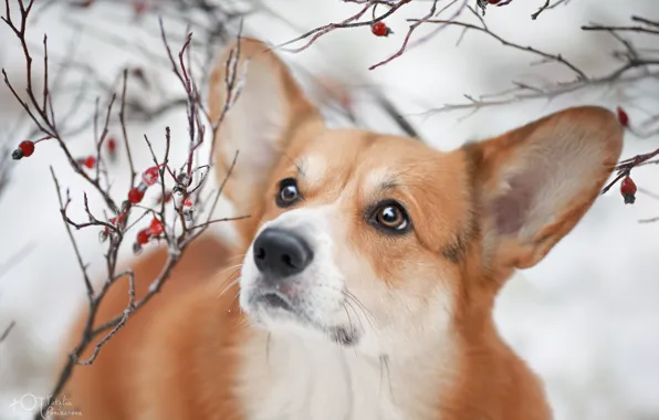 Picture look, branches, dog, ears, face, Welsh Corgi, Natalia Ponikarova