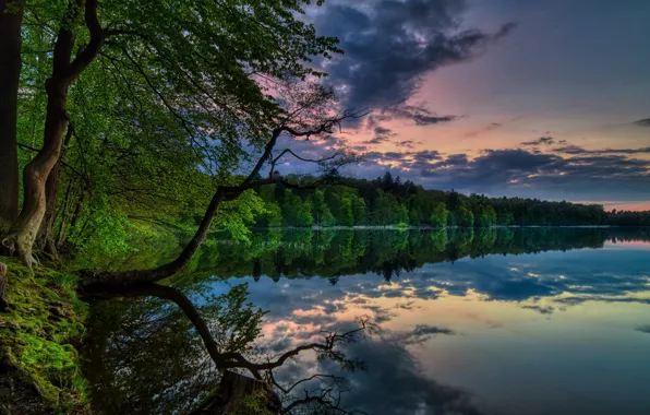 Picture forest, summer, lake