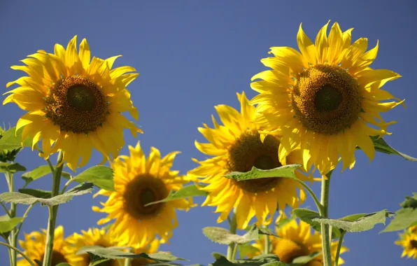 The sun, sunflowers, flowers, Wallpaper, sunflower, petals, flowers, yellow petals