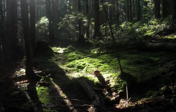 Picture forest, trees, nature, Canada