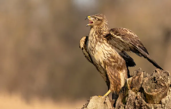 Bird, predator, Sarich, Common Buzzard