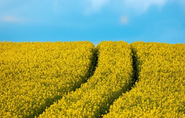 Road, flowers, yellow, track, blue sky, rape, rapeseed field