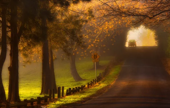 Road, landscape, fog, morning