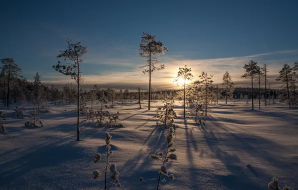 Winter, the sun, snow, trees, dawn, morning, frost, pine