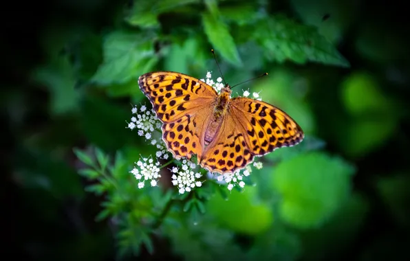 Flower, macro, butterfly, wings, beautiful, closeup