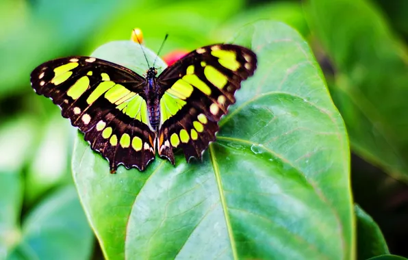 Butterfly, wings, beautiful, green leaf