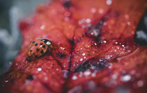 Picture macro, sheet, ladybug