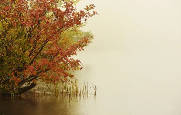 Trees, nature, fog, lake