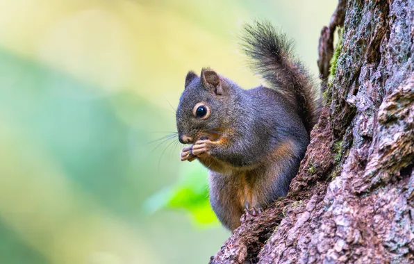 Tree, protein, grey, bark, sitting, light background, meal