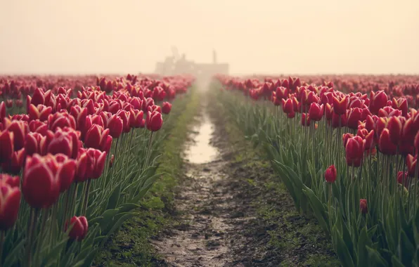 Picture field, flowers, fog, tulips