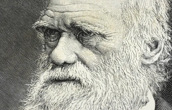 Picture drawing, scientist, Darwin, genius