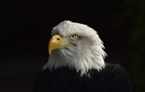 Picture Eagle, Black, White, American, Сoat of arms