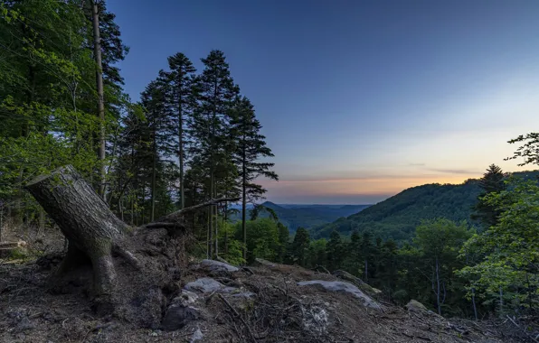 Forest, trees, sunset, mountains
