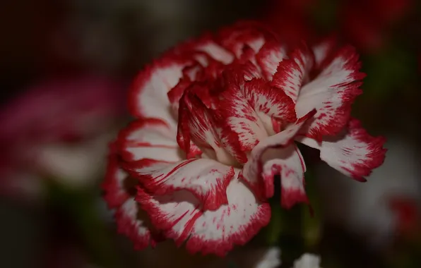 Flower, macro, background, carnation, bokeh, Helios 44m