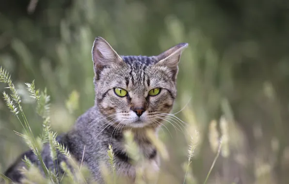 Picture cat, background, cat, weed