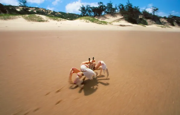 Picture sand, shore, crab