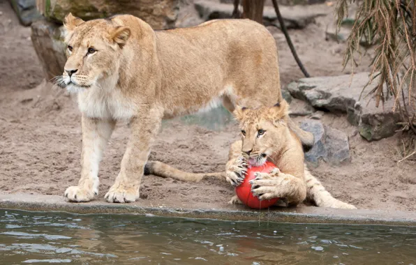 Cats, the game, the ball, claws, lions, lioness, pond, lion