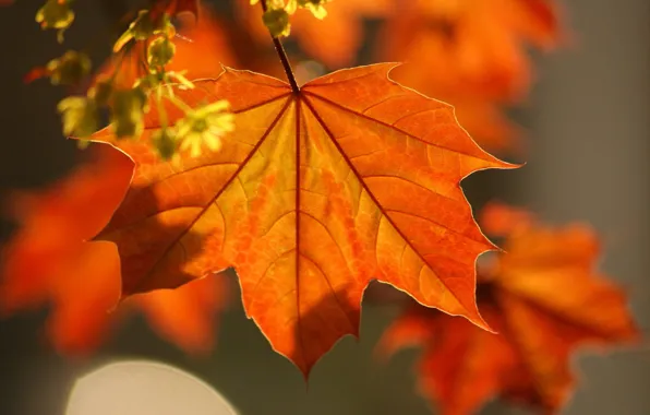 Autumn, leaves, Macro, maple