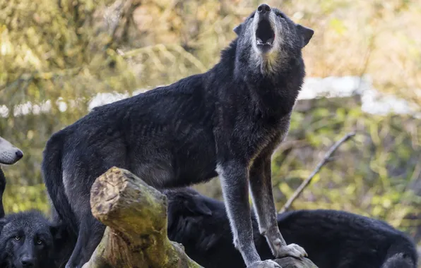Nature, face, animal, wolf, wildlife, head, fur, mammal