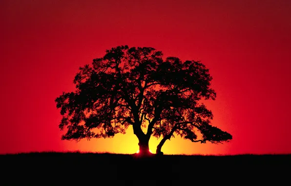 The sky, rays, sunset, tree, horizon, silhouette