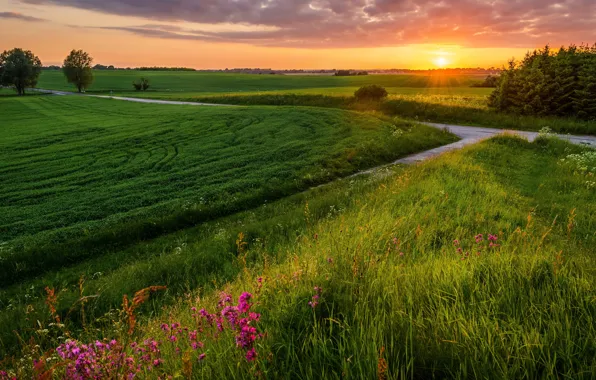 Road, field, forest, summer, grass, sunset, flowers