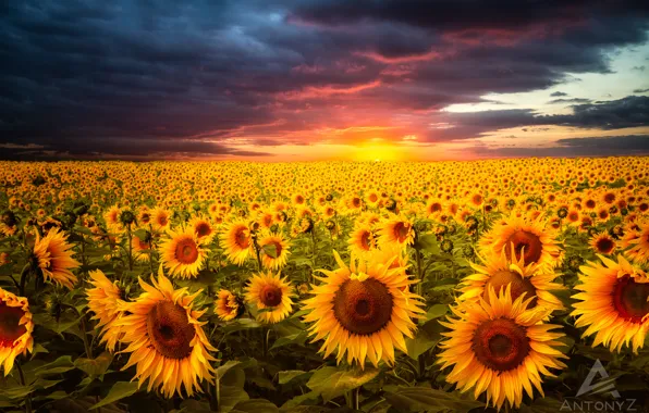 Picture field, the sky, the sun, sunflowers