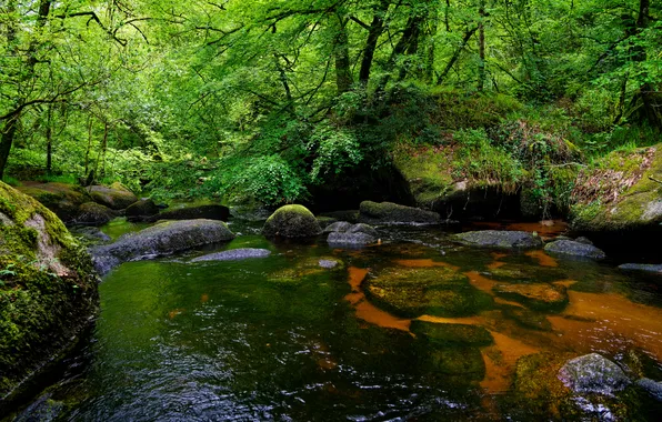 Forest, nature, river