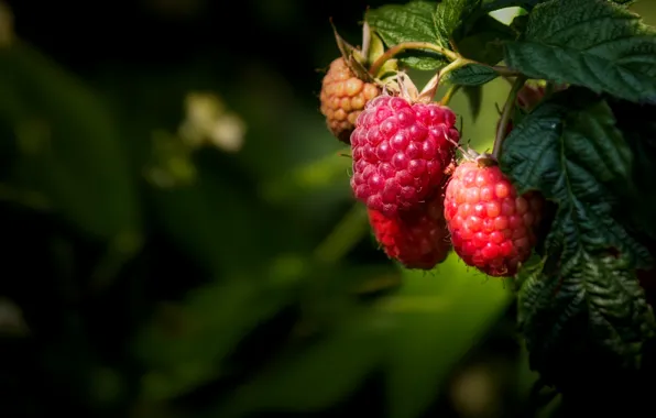 Picture nature, berries, raspberry, nature, currants, raspberries