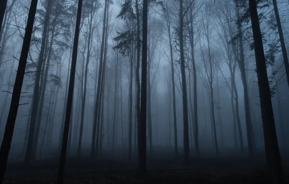 Forest, trees, nature, fog, twilight, Sascha Kasper