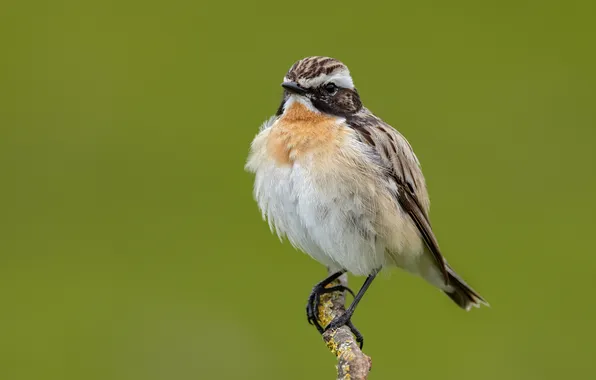 Bird, bird, whinchat