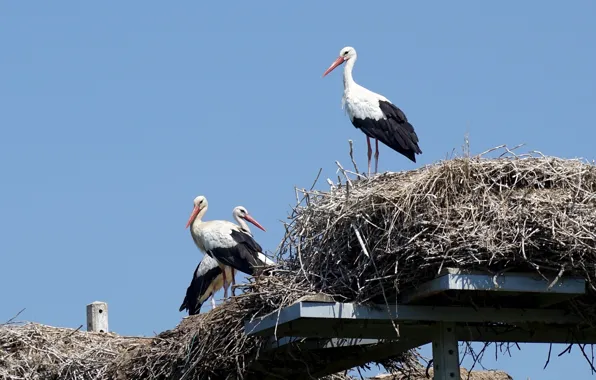 Birds, nature, storks