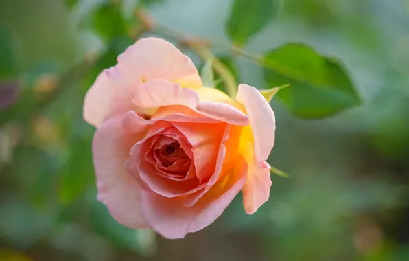 Picture macro, rose, blur, Bud