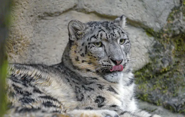 Snow leopard, cat, snow, animal, big cat