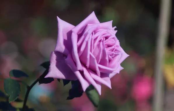 Flower, macro, background, pink, rose, blur, petals, stem