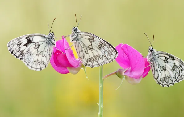 Macro, butterfly, flowers, insects, background, butterfly, stem, three