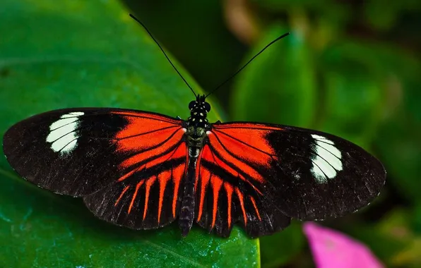 Leaves, microsemi, butterfly, wings, insect, beautiful, closeup