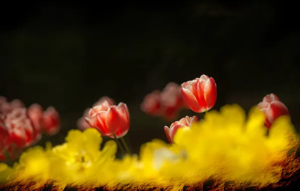 Flowers, nature, tulips