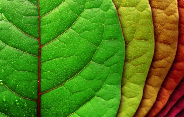 Picture leaves, drops, red, life, green