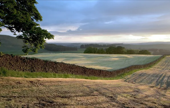 Field, trees, landscape, the fence
