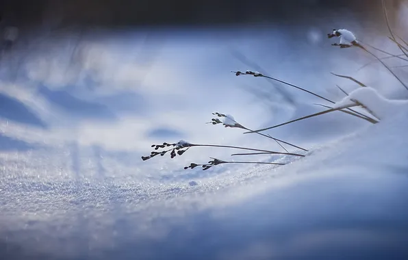 Grass, macro, snow, nature, focus