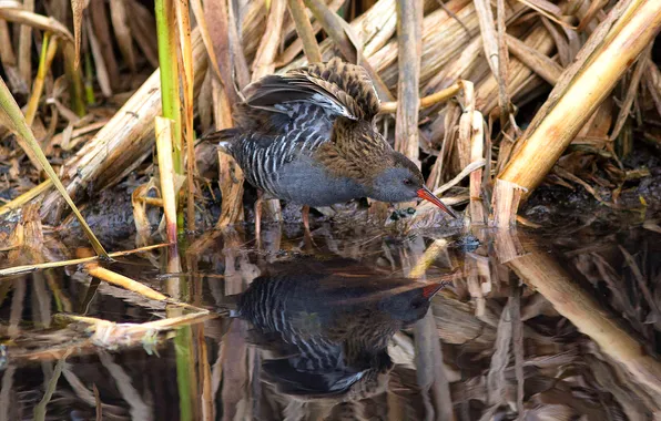 Water, bird, plant, feathers, beak