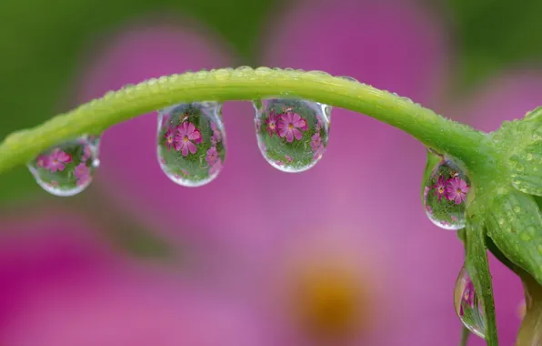 Greens, flower, drops, freshness, Rosa, reflection, plant, stem