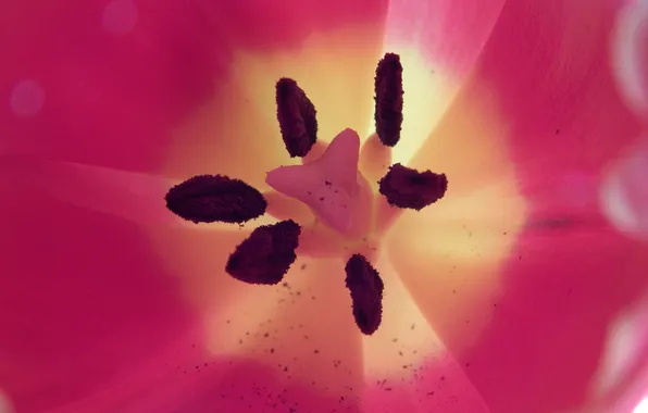 Tulip, petals, stamens