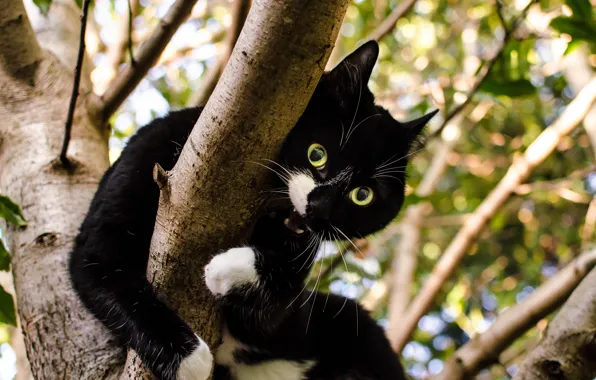 Picture green, white, black, brown, cat, leaves, tree, top